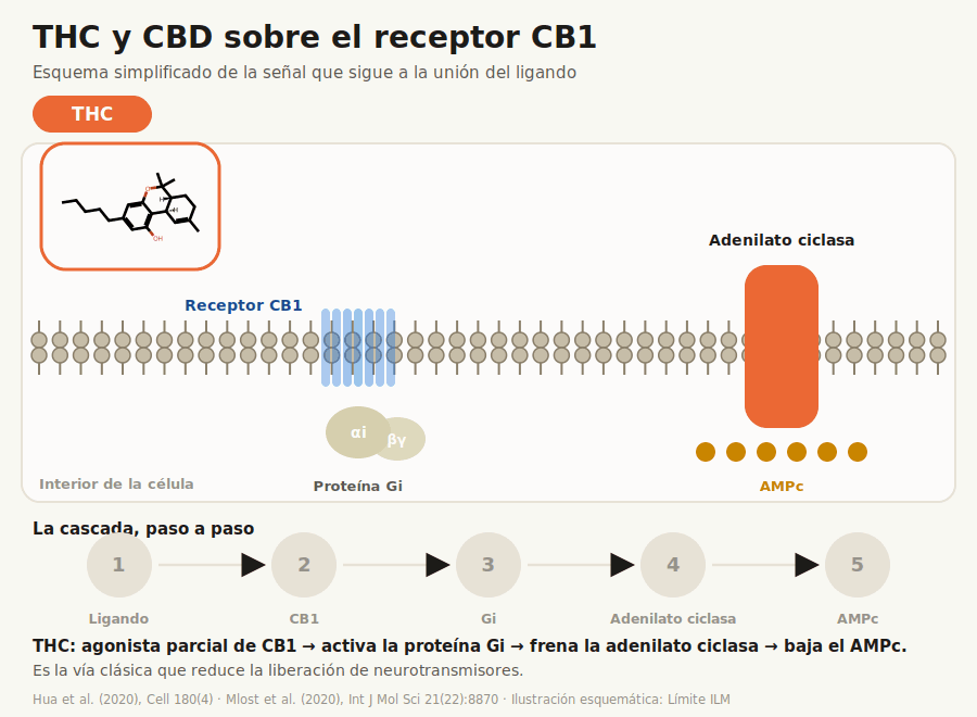 Animación: el THC activa el receptor CB1, la proteína Gi frena la adenilato ciclasa y baja el AMPc; el CBD se une a un sitio alostérico propuesto y la señal queda atenuada