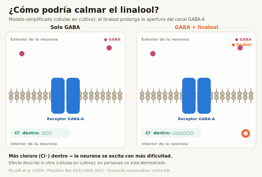 Animación: un canal GABA-A abierto por GABA, con y sin linalool; con linalool el canal permanece abierto más tiempo y entra más cloruro
